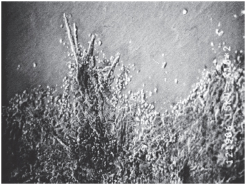 Enlarged_Photograph_of_Silver_Migration