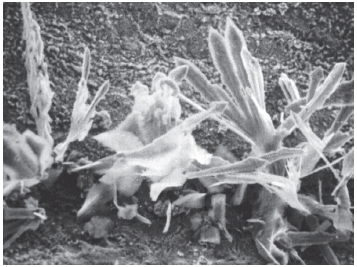 Example_of_Whisker_Formation_photo
